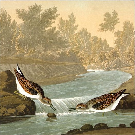 John James Audubon predators